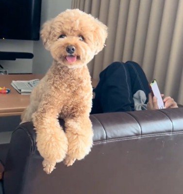 おんぶされる犬