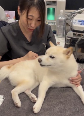 針を打つ柴犬