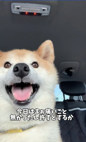 笑顔で車に乗っている柴犬