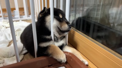 お顔がムギュッ