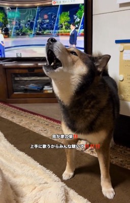 遠吠えするしゅんくん1