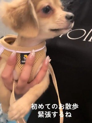 ドキドキのお散歩デビュー