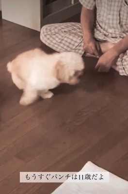 もうすぐ11歳だよ