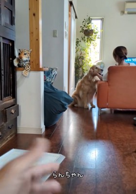 座り込む大型犬