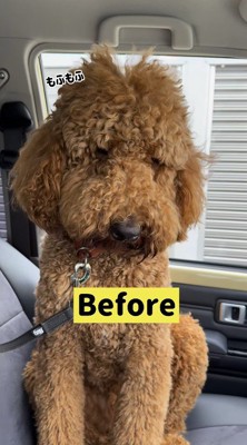 車の中でお座りする犬