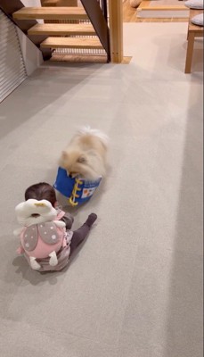 女の子に本のぬいぐるみを持ってくる犬