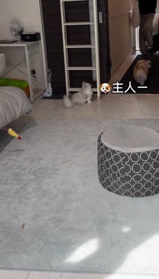 飼い主に駆け寄る犬
