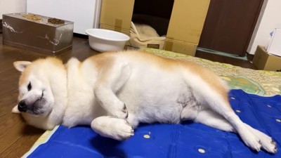 おもてなしはここまで…