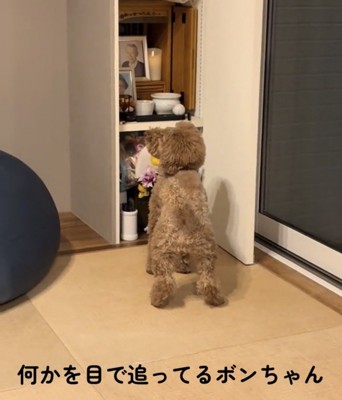 立ち上がって斜め上を見つめる犬