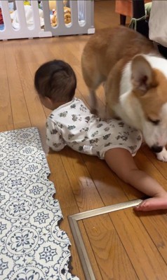 赤ちゃんを見守るまる君5