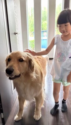 犬を撫でる女の子とカメラを見る犬