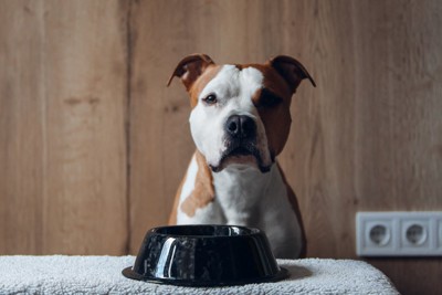 黒い食器と茶白の犬