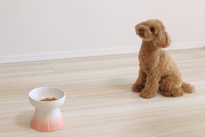 ごはんを待つ犬