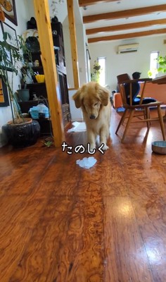 氷のかたまりを見つめる大型犬