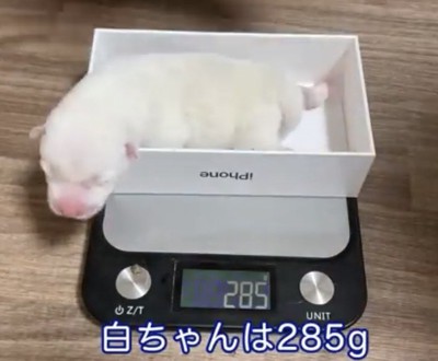 箱から顔を出す白い犬
