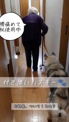 杖をついて歩くおばあちゃんを見るハスキー