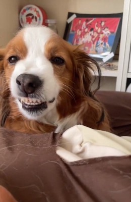 歯を見せるワンコ1