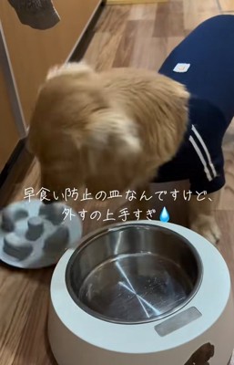 早食い防止の凹凸プレートを口で取り外すミニチュアダックスフンド