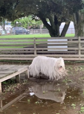 泥水を歩く犬