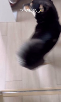 モカちゃんとママさんの再会4