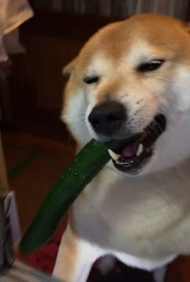 「見て見て!」