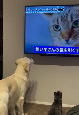 画面を見るるちるちゃん