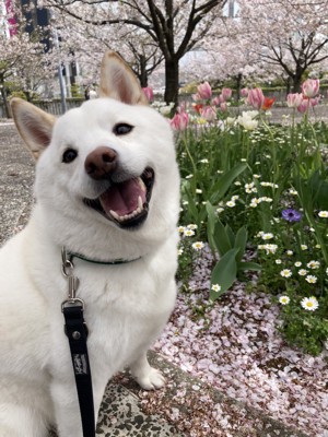 ニコニコ