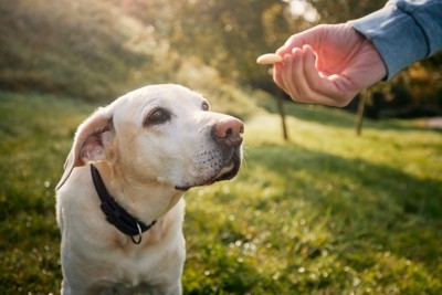 おやつをもらう穏やかな犬