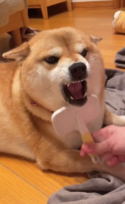 アゴ下はやっぱりイヤなまろんちゃん%%