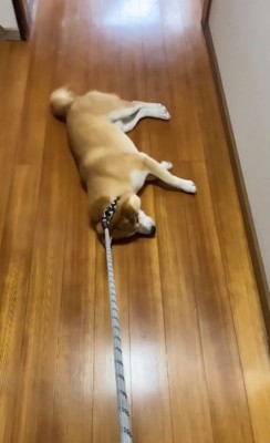 倒れてしまった柴犬