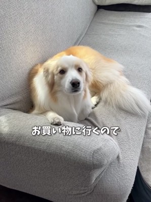 ソファの上の犬