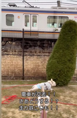 電車と並走する犬3