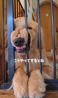 柵に挟まってくつろぐサンタくん8