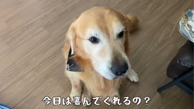 座る犬