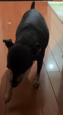 ゆっくりと飼い主の足元にやってきた犬