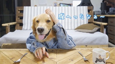 舌を出す犬