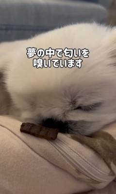 とうふくんの寝起き早食い選手権6