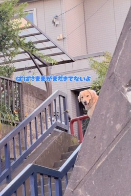 ママを待つメルくん