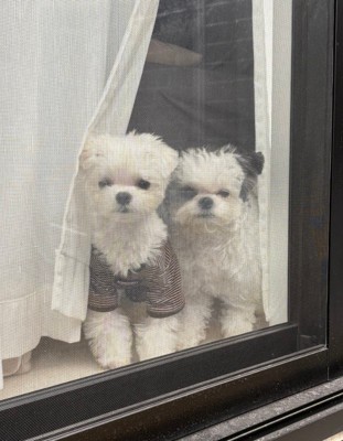 並んでお見送りしてくれることも