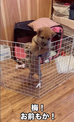 3匹の赤ちゃん犬の脱走5