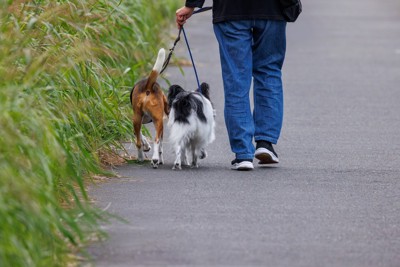 2頭の犬との散歩