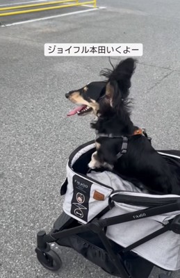 カートに乗る犬3