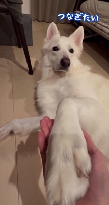 ママさんの手のひらの上に大型犬の前足