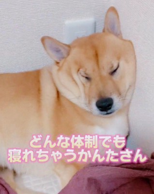 どこでも熟睡できる♪