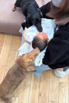 赤ちゃんとワンコ2匹の初対面⑩