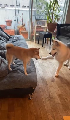 ワンプロ中の犬たち
