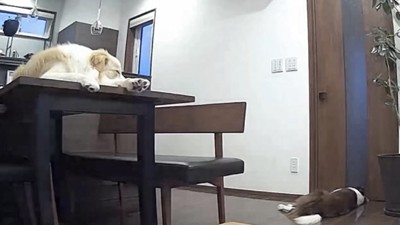 テーブルの上に乗る犬