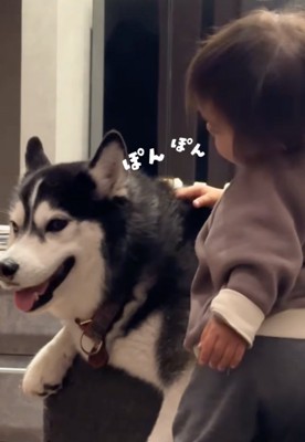 指でハスキーをポンポンする