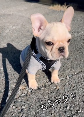 不満そうな子犬