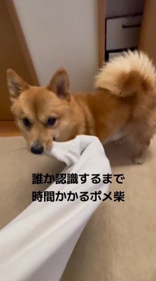 飼い主の服の袖を咥える犬